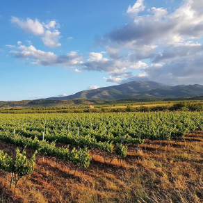 En la entrada del Parque Natural se encuentra la viña de Tempranillo, a 1.000 metros de Altura